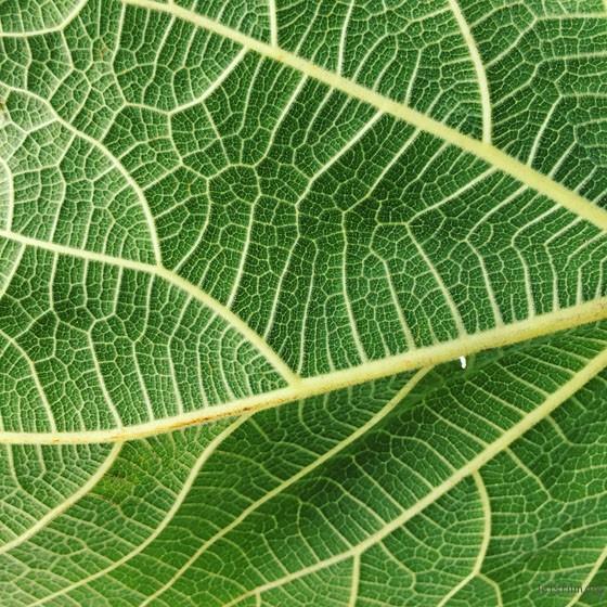 学会这些手机摄影技巧 你也能随手拍大片