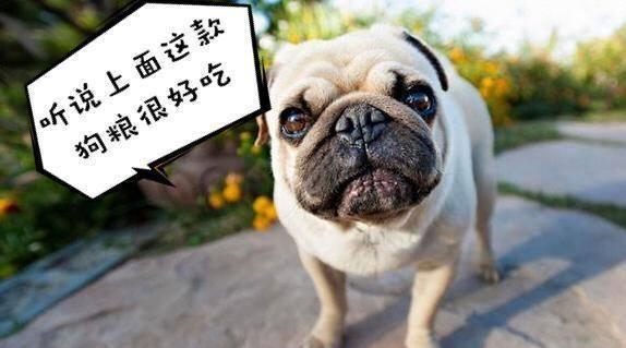 你家巴哥犬便便是不是很臭? 快来看看是什么原因吧!