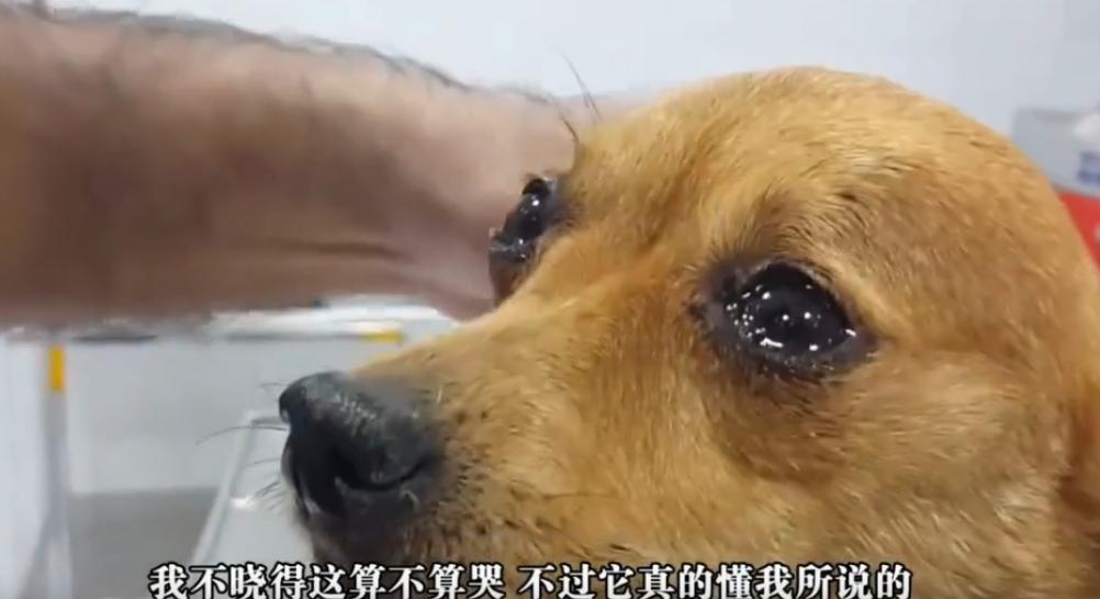 铲屎官离开家7个月 狗狗与主人重逢时忍不住一直哭