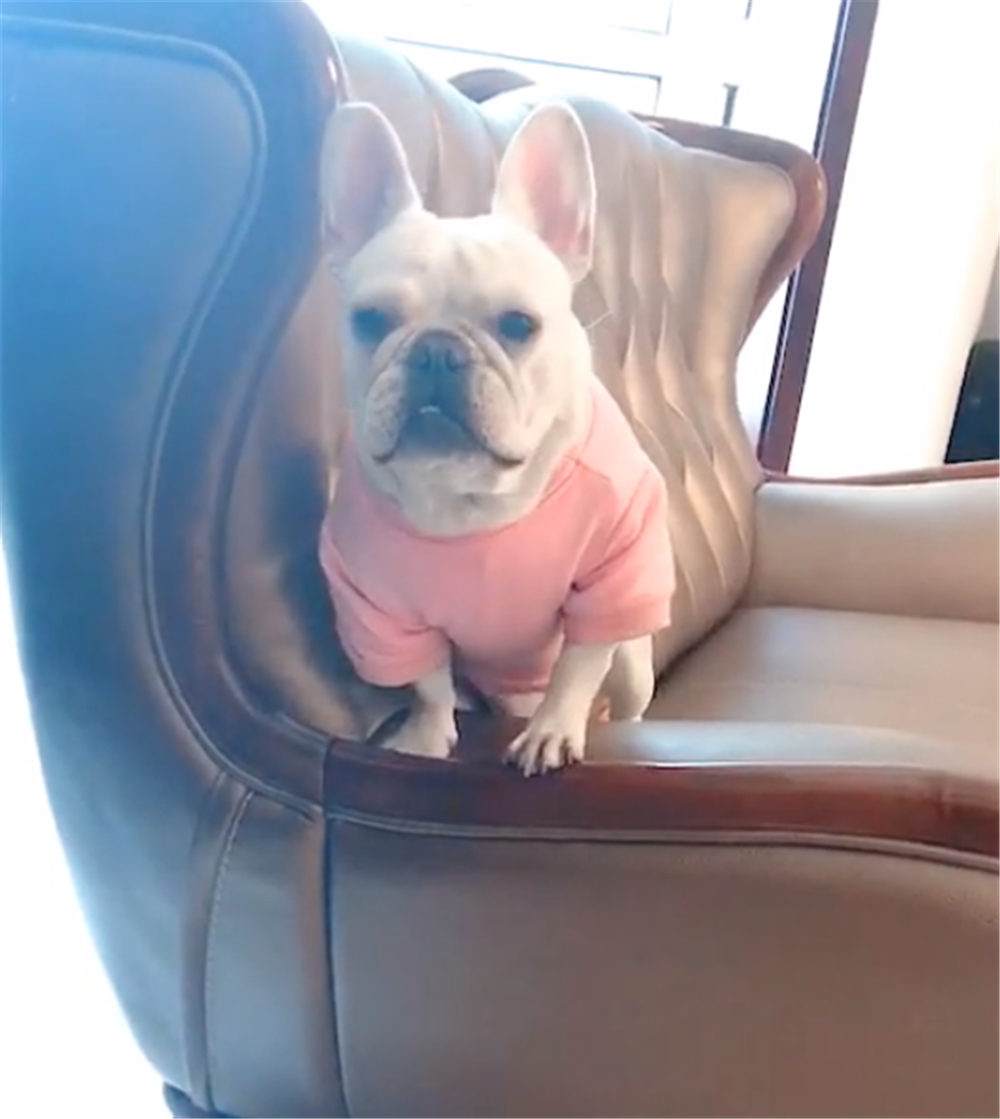 萨摩躲角落里不愿洗澡, 主人拿出一盒酸奶, 狗子的表现亮了……