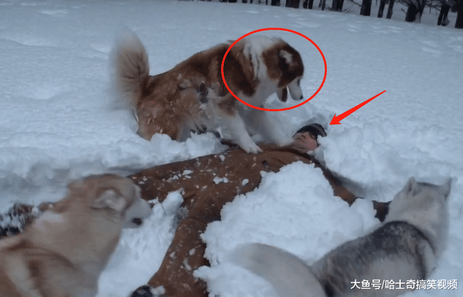 主人在雪地倒下，5只二哈跑來“救”他，寵主：踩我臉上了