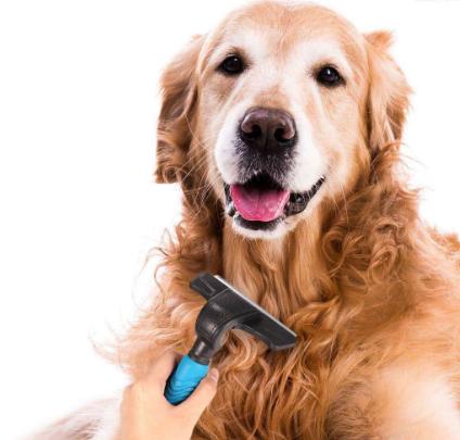 铲屎官注意！给狗狗洗澡时要注意这5件事，不然对狗不好