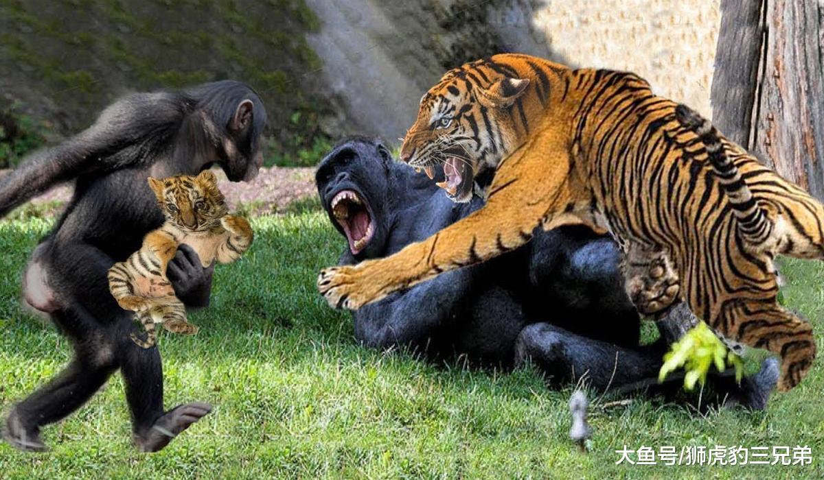银背大猩猩手臂力量掀翻汽车，它的拳头能够打赢小型老虎吗？