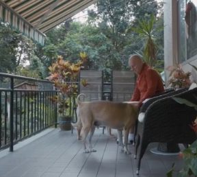 肉摊老板救助流浪狗后, 流浪狗为其看门揽客, 只为报恩