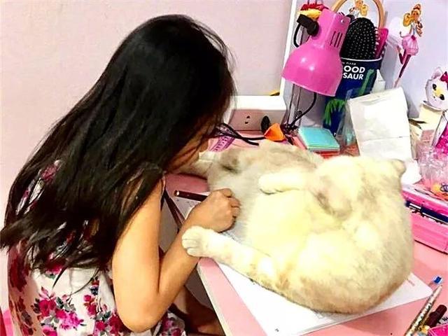 小主人面对猫咪诱惑却坚持学习，两只可爱小猫无奈在线陪读！