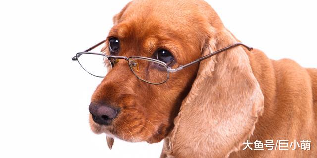 季节对老年狗的健康有什么影响吗？家有老狗狗需要注意什么？