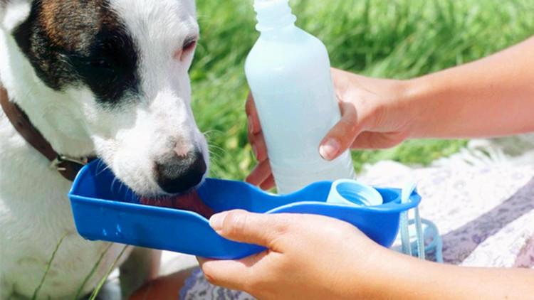 狗狗用的水碗，隐藏着你意想不到的病菌！