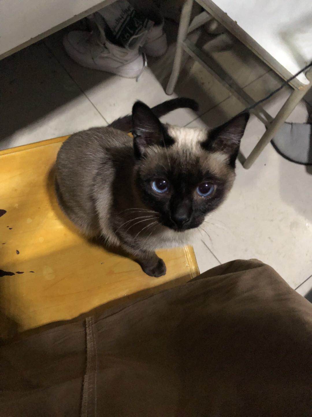 饲养暹罗猫“18”的经历，对它又爱又恨，虽顽劣成性却已爱之入骨