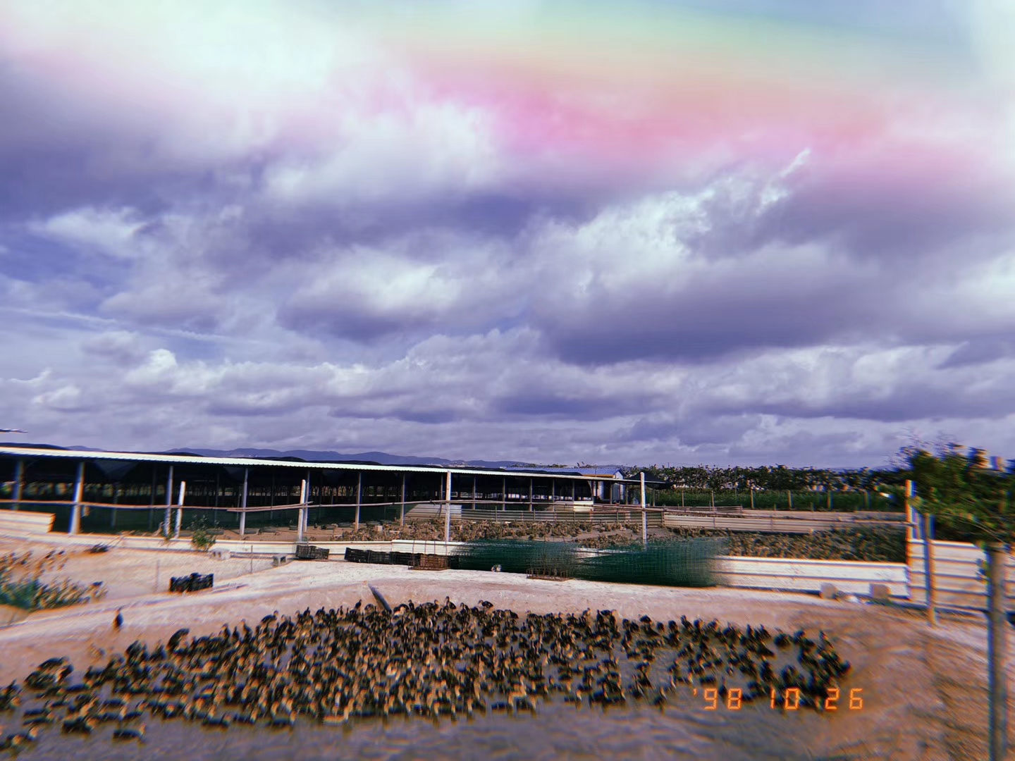 产蛋鸭第21周，关注采食量消化率，光照逐渐增加，产蛋稳定上升。