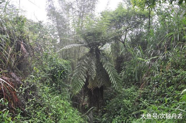 ＂现在文玩市场又出现一种新的玉石——桫椤玉，你听说过么＂