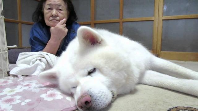 日本短片大赏冠军, 一个日本婆婆和秋田犬的故事, 在天堂续写