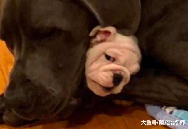 大丹犬把小狗緊緊抱在懷里，小狗一臉的憂愁：快要窒息了啊！