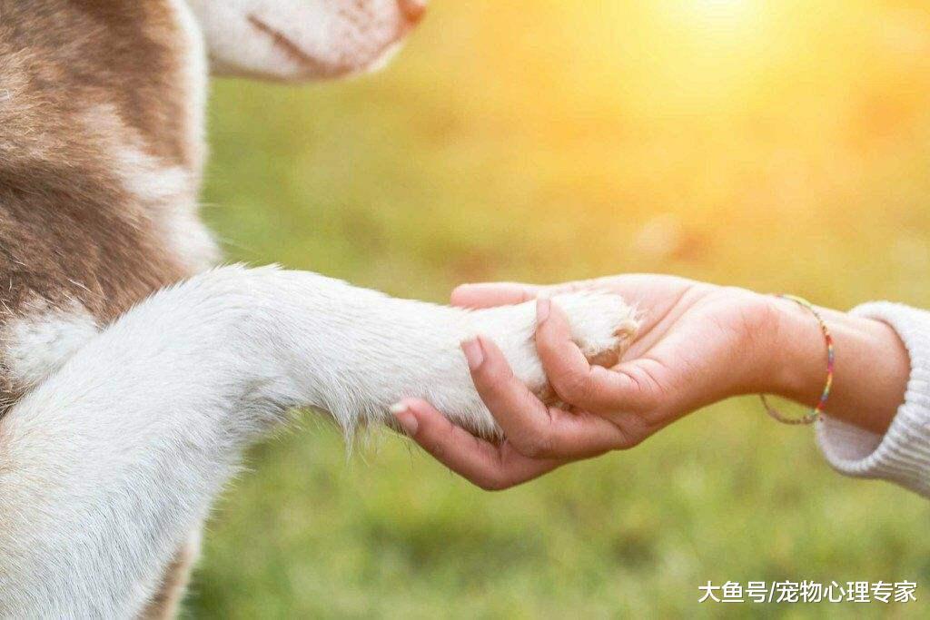 为什么狗狗一天要舔10个小时的爪子? 可能是疾病找上身