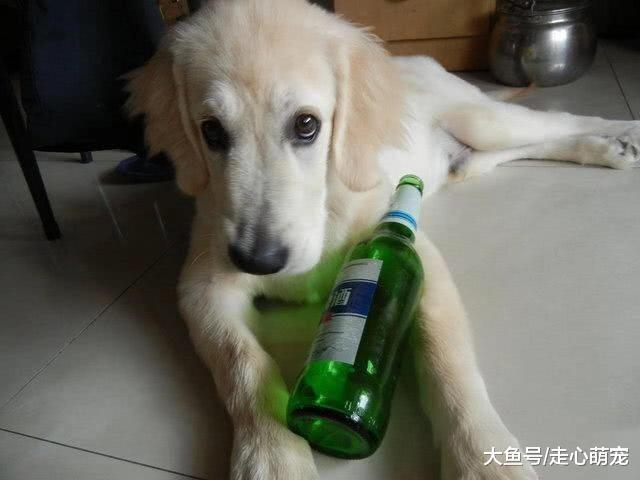 金毛偷喝啤酒, 酒量太差昏睡一整天, 醒来后: 再来一瓶!