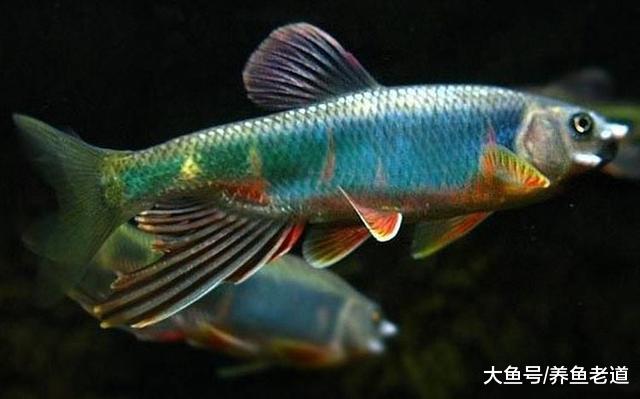 野外釣來的觀賞魚，為什么不太容易飼養？