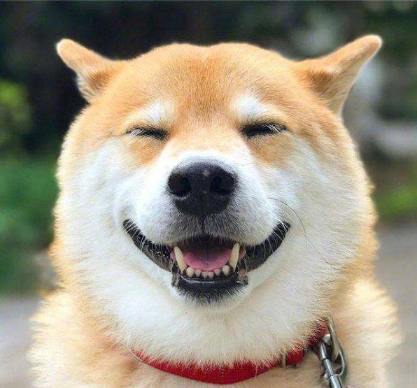 主人带狗狗自驾游，开车途中突然感觉不对劲，回头一看说不出话！