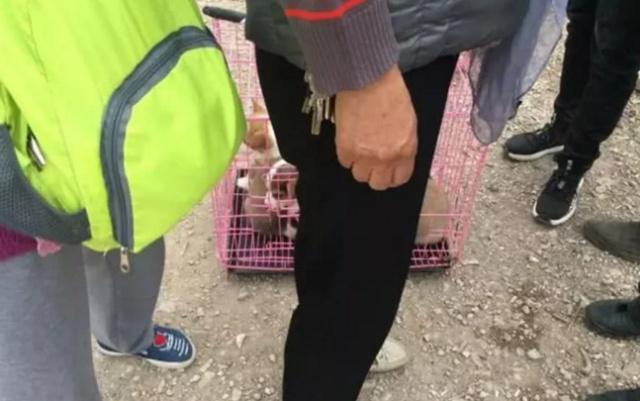 柯基犬产下三只幼犬, 原本是件开心的事, 但最后却被主人拿去卖钱