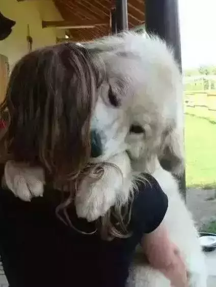 帶女朋友回家談婚事，我家金毛卻給我叼了這個出來...