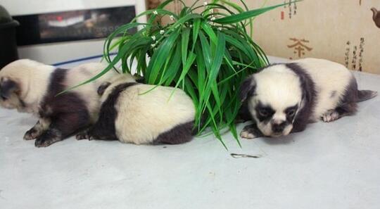 小狗生下3只熊猫宝宝，熊猫大哥：这锅我不背
