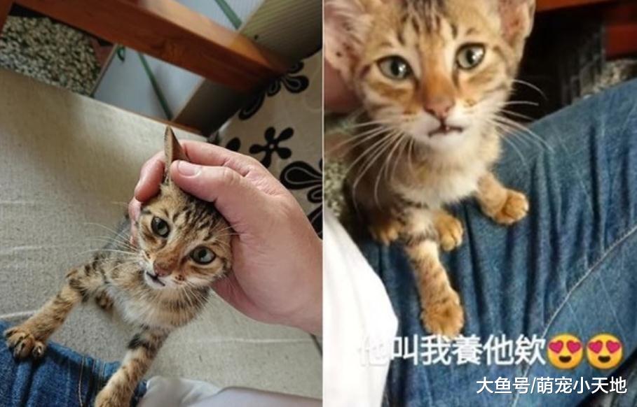 2个月小猫趴路中央守护离世伙伴到最后，他心疼收编