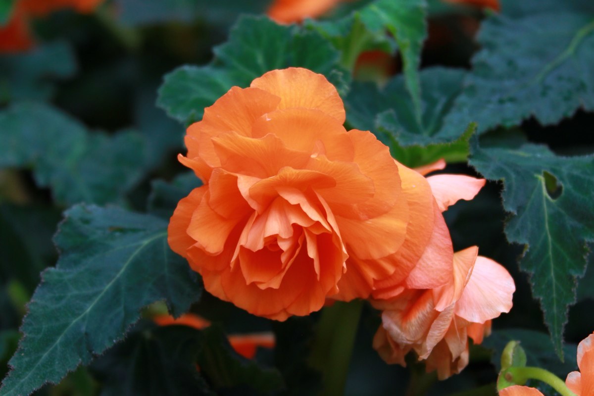 想让山茶花长得快的方法有哪些，这里知道来看看吧