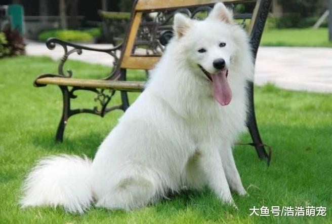 狗狗也会讨厌人，下面四种人就不受狗狗“待见”，你在其中吗？