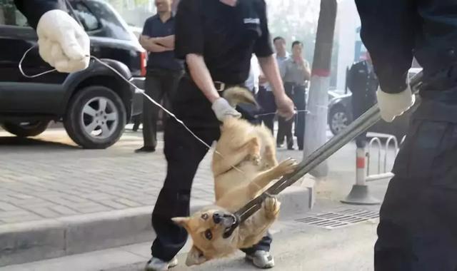 每年定期打狗，那些弃养的人却过得美滋滋