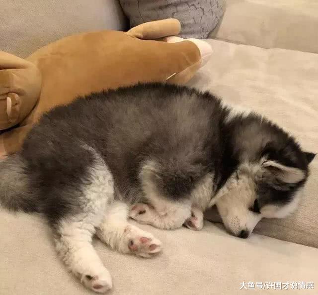 主人家两只狗狗生下只独苗，不是同一品种，名字高大上“哈博士”