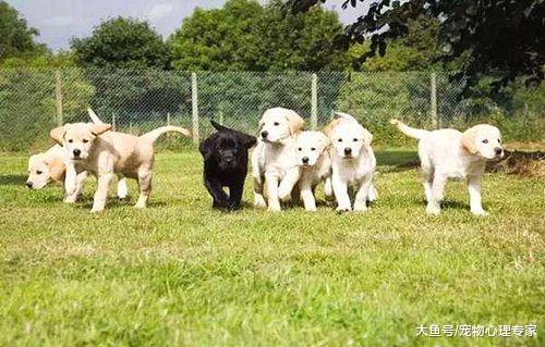 导盲犬是怎样被选拔的? 不但要性格温顺, 经得住诱惑更为重要