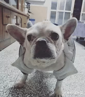 养了八年狗狗被抛弃，遛狗时误认为是前主人，竟然留在原地痛哭！