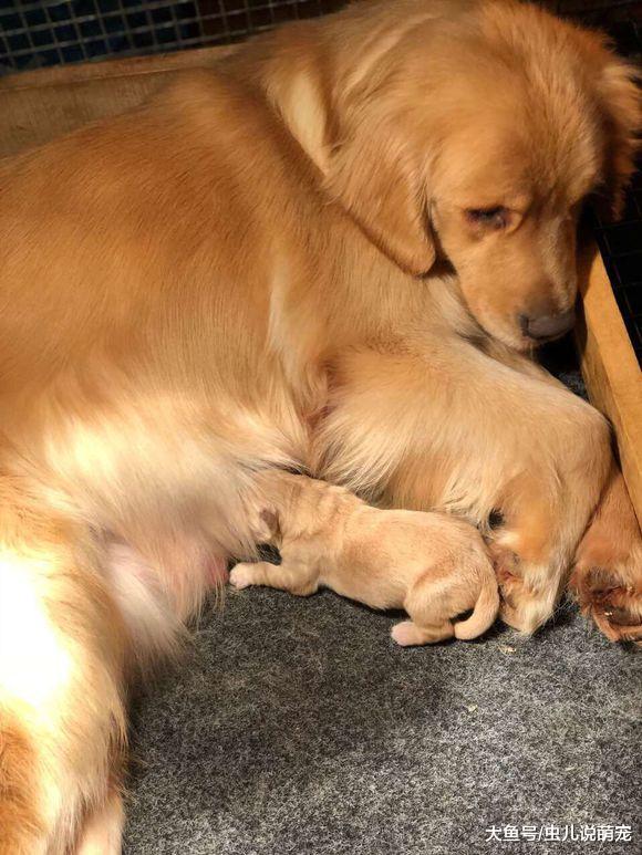 金毛的計劃生育也落實了，它只生一個，還是個千金！