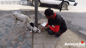 小奶狗肩膀遭刺伤，无助躺在地上，狗妈妈哭叫着守护请救救孩子