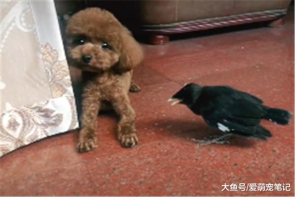 泰迪整天受到八哥的压迫，委屈地示意铲屎官帮忙，快点管管它吧！