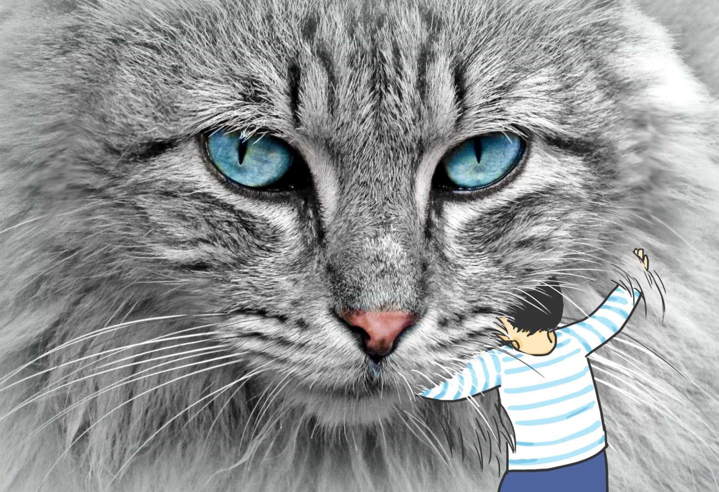 猫薄荷的魔术，能让猫咪开心一个下午！