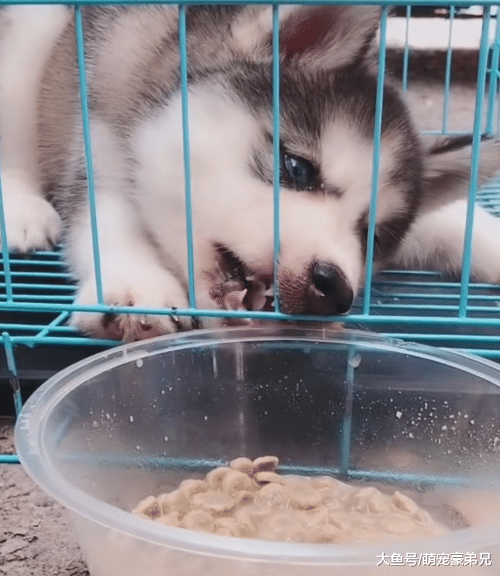 买的二哈一直担心其品种，当看到出笼子的方式时，直呼：拆家有望