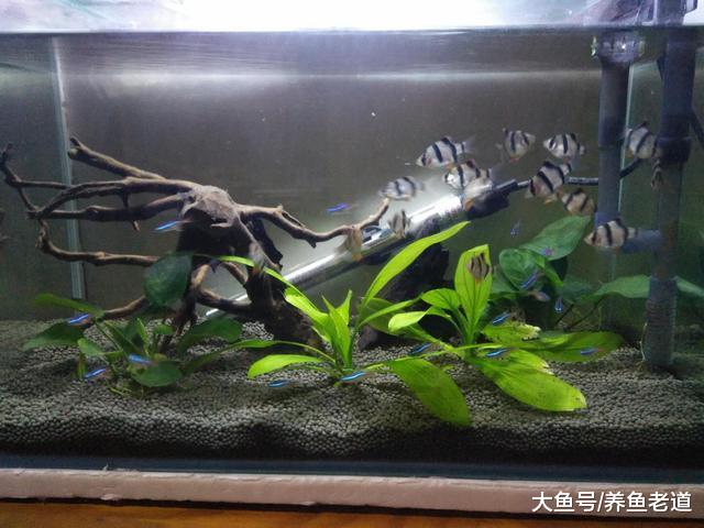 观赏鱼水霉病的治疗，一句话就搞定了，为什么有时候就是治不好？