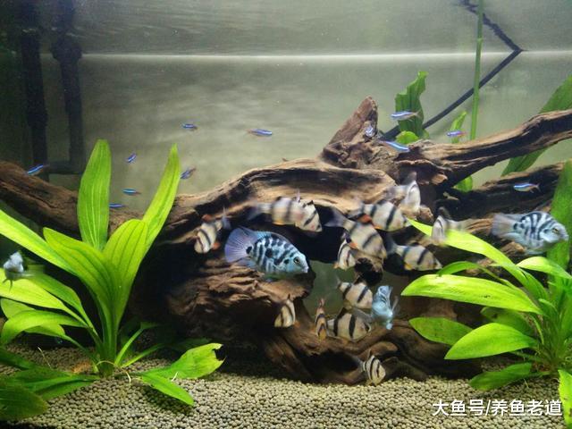 饲养观赏鱼的老手们，在养鱼过程中最在乎的问题是什么？