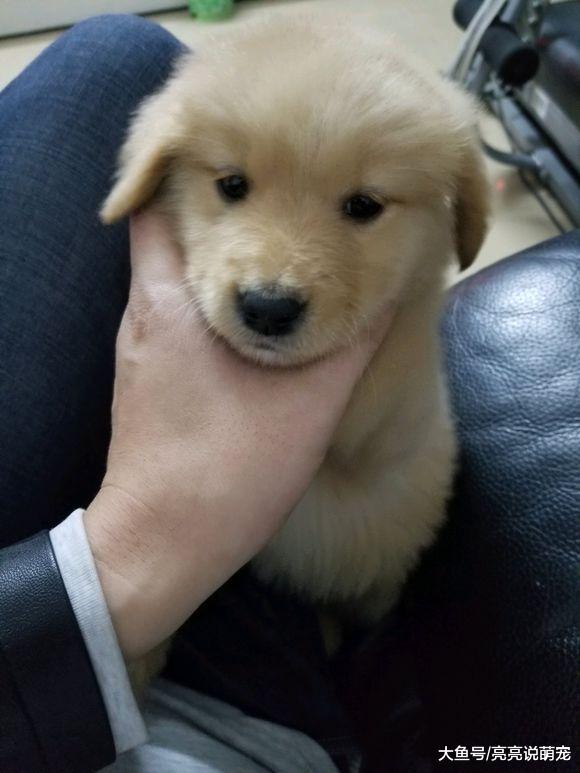 带金毛出去玩儿，它不肯回家，一路上都在跟主人较劲