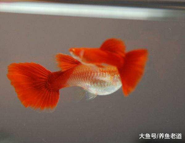 硝化细菌不是鱼缸水质和观赏鱼状态的唯一形象代言人!