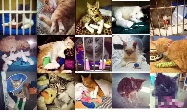残忍至极的猫咪去爪手术的真相！请问：不懂猫你养什么猫？！