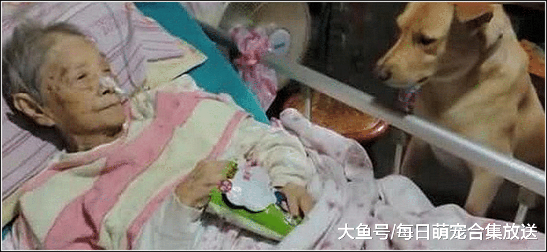 奶奶生病住院，土狗日夜守候不肯离去，随后一幕令人心疼落泪