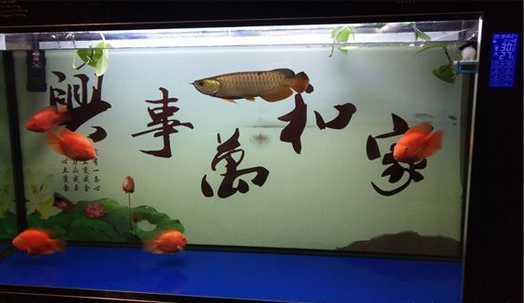 家中養魚，養魚時一定要注意的8個細節，分享給魚友