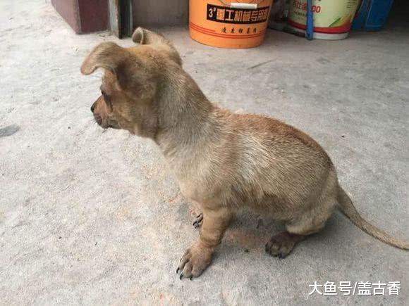 土狗不顾主人反对，大雨也要出去，当看清它叼回来的东西才明白
