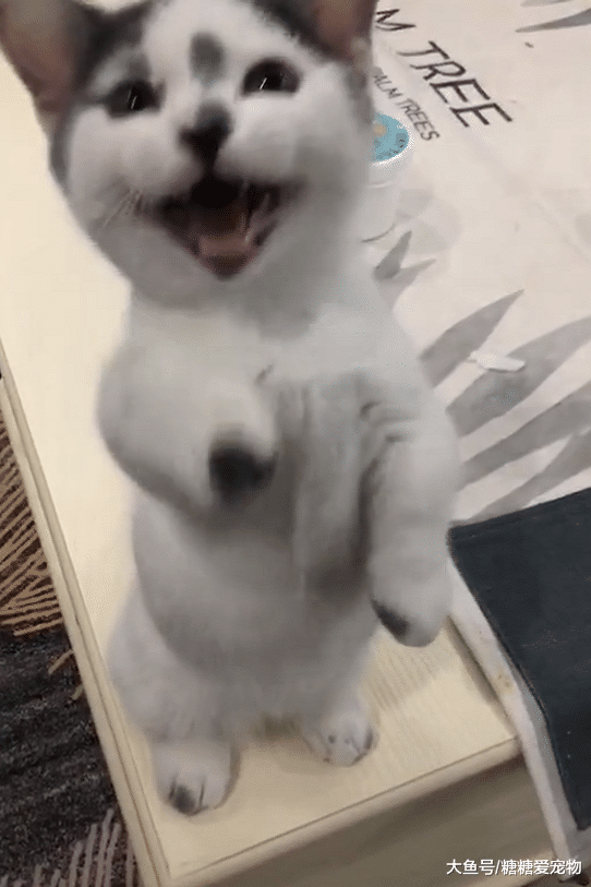 家里有一只小可爱怎么办？网友：当然是分享出来，大家一起吸猫！