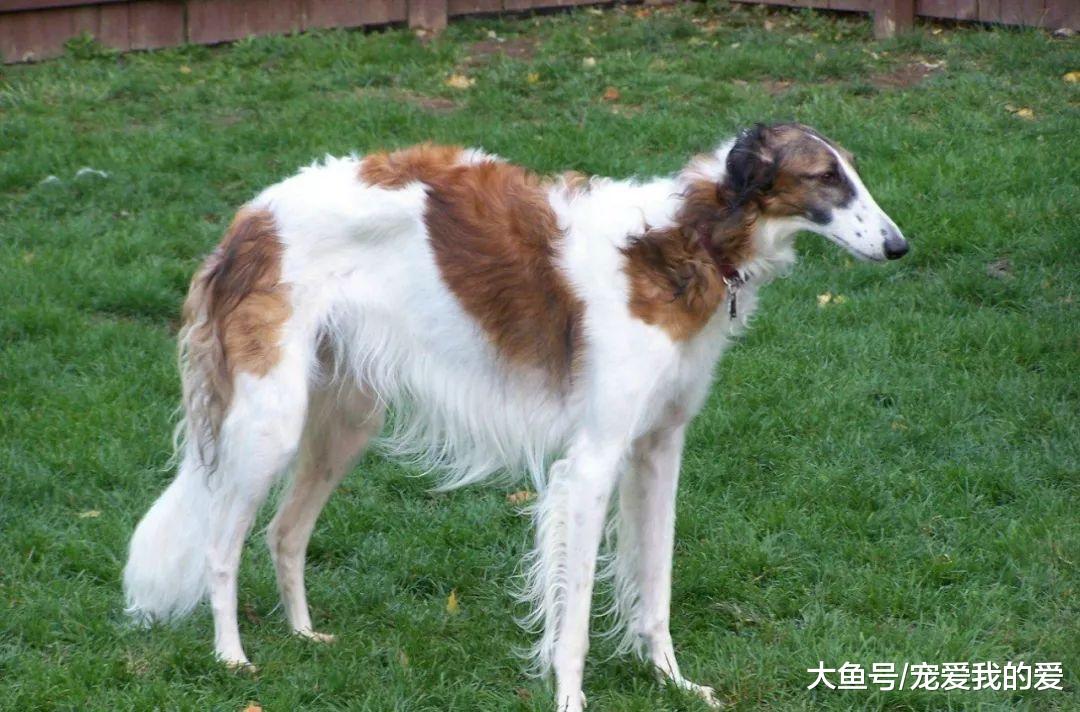 狗狗智商排名倒数的10位？让我来看看都是哪些傻狗……