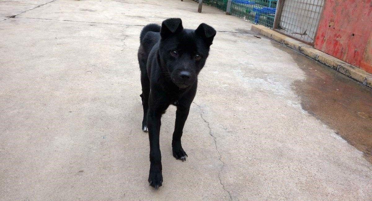 農村為啥黃狗和黑狗多？民間高手說黃狗黑狗有來頭，也有高品質