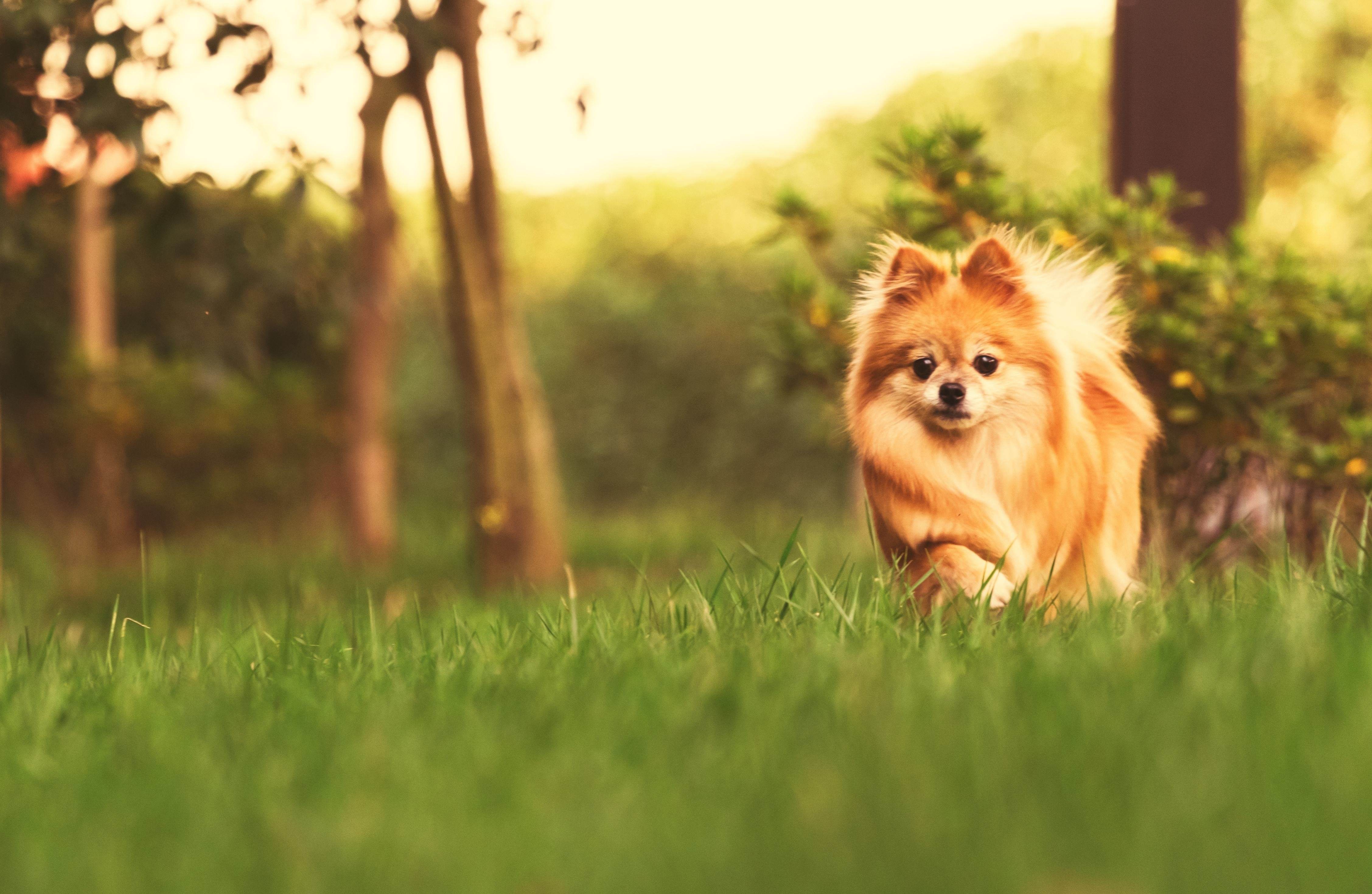 对于宠物来说，它对我们有什么影响