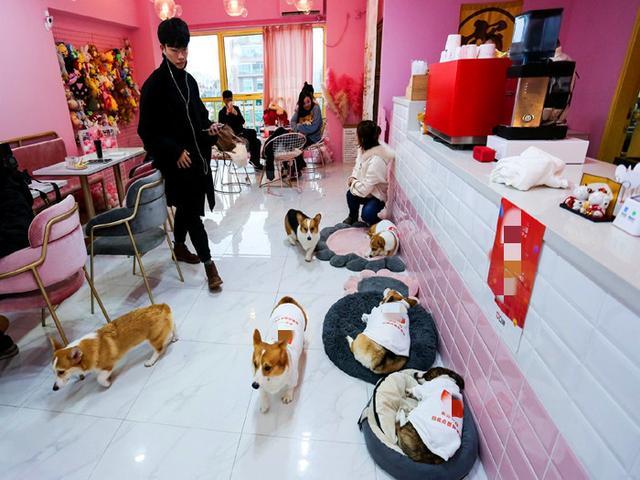 柯基每日在咖啡店上班，为吃肉而辛勤工作，最终成优秀服务犬！