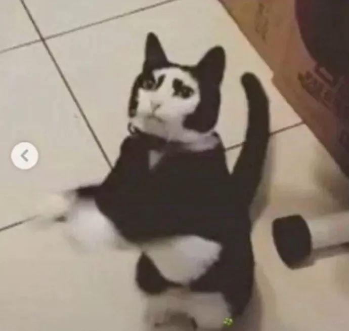 女大十八變，那貓呢？