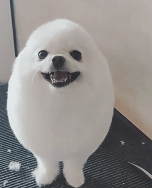 你家狗，是什么大学毕业的？